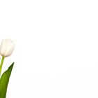 white tulip