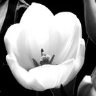 White Tulip