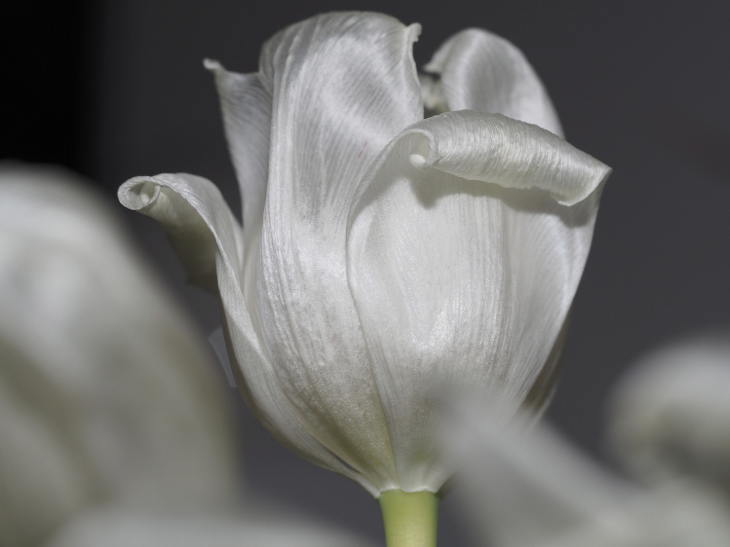 White Tulip