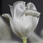 White Tulip