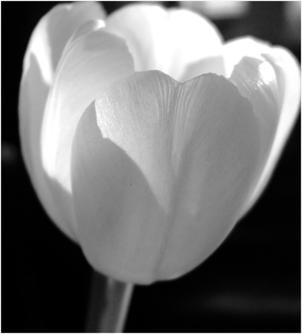 white tulip