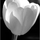 white tulip