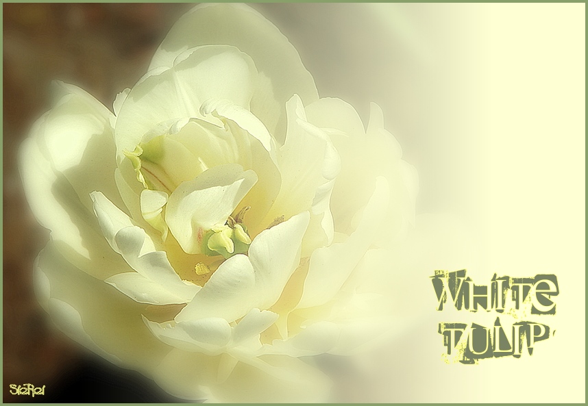 white tulip