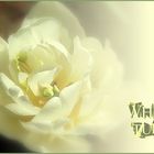 white tulip