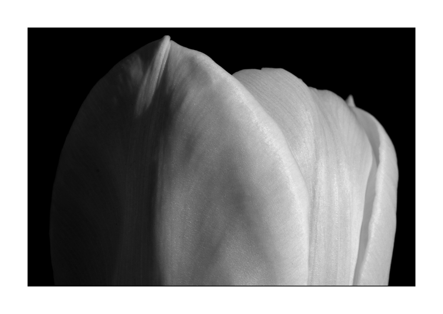 White Tulip