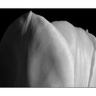 White Tulip