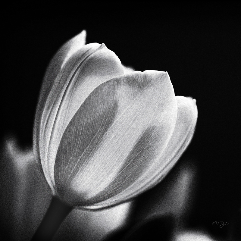 white tulip