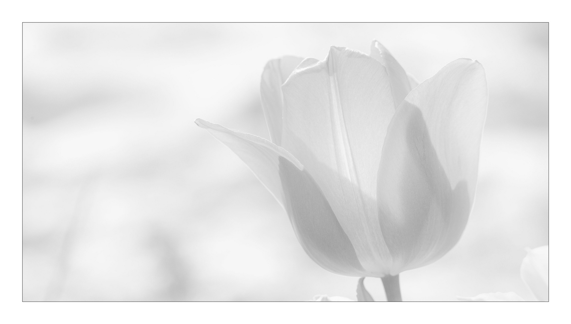 - white tulip -