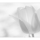- white tulip -