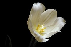 White Tulip