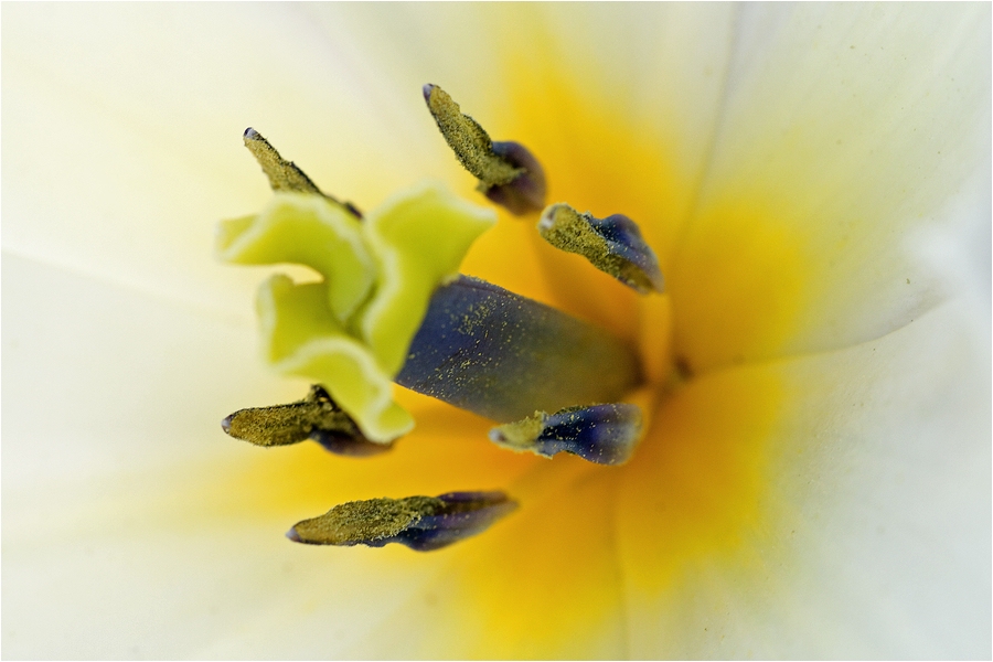 white tulip