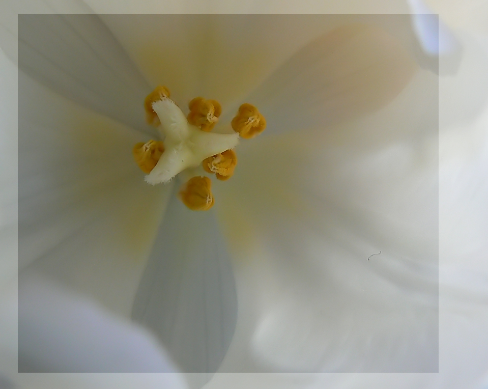 White tulip