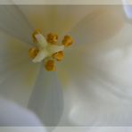 White tulip