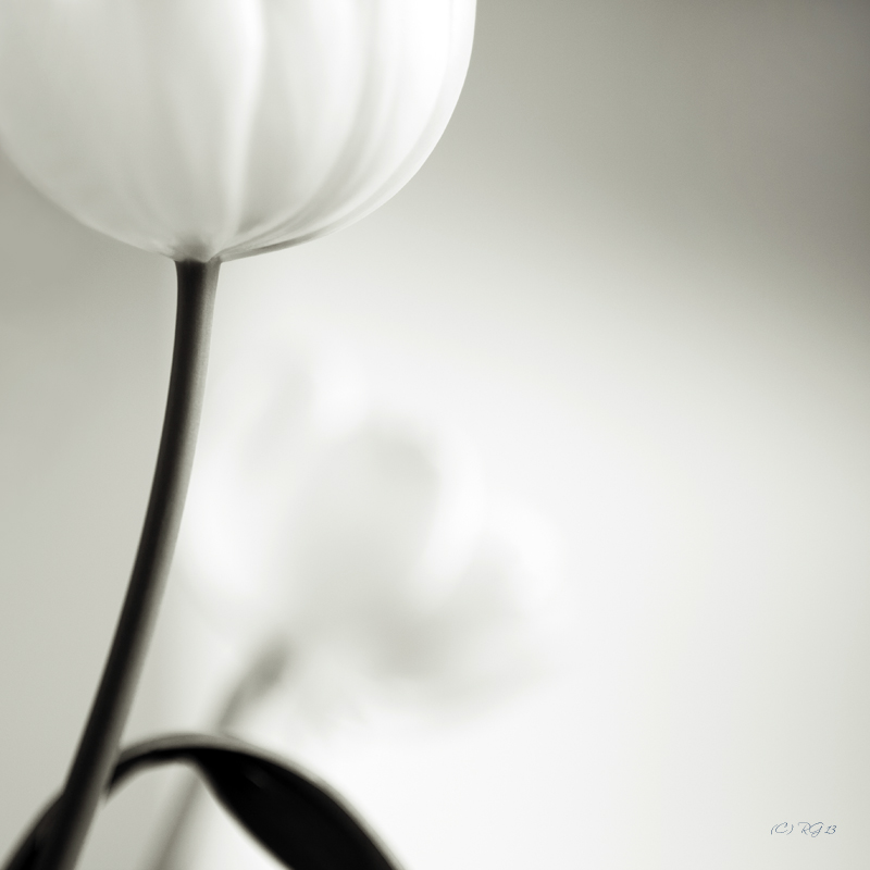 white tulip