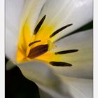 white tulip