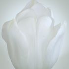 White Tulip