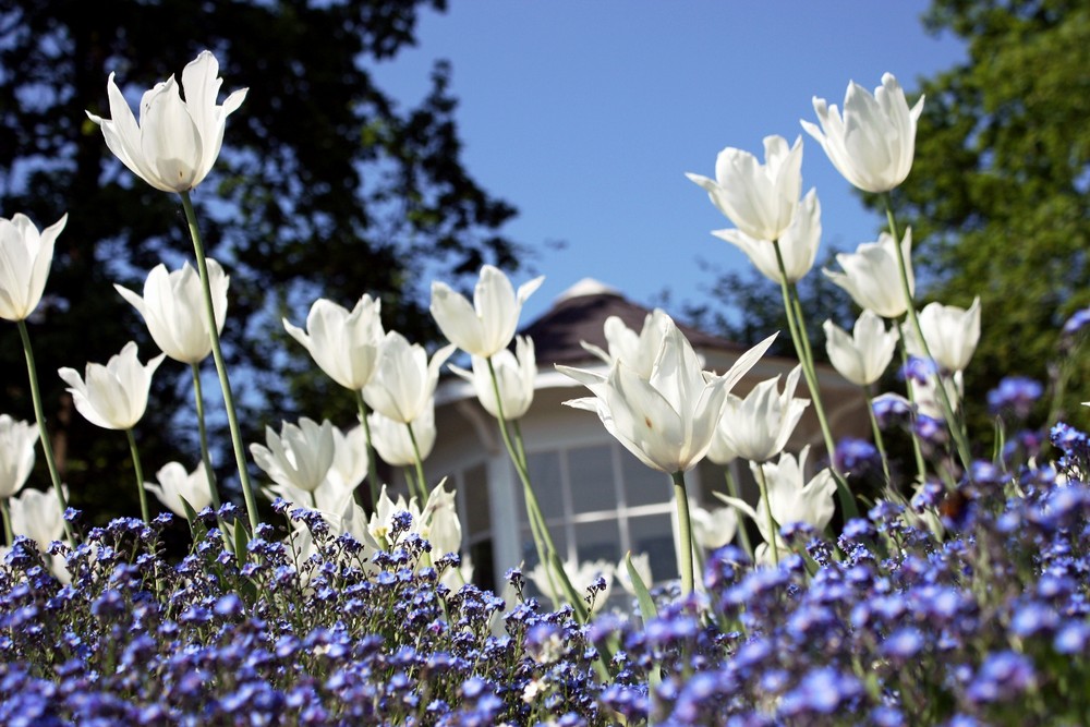 White Tulips