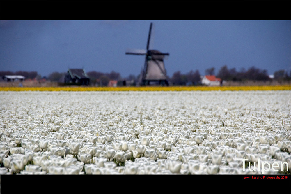 White tulips