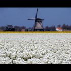 White tulips