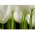 White Tulips