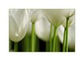 White Tulips von Martin Fandler 