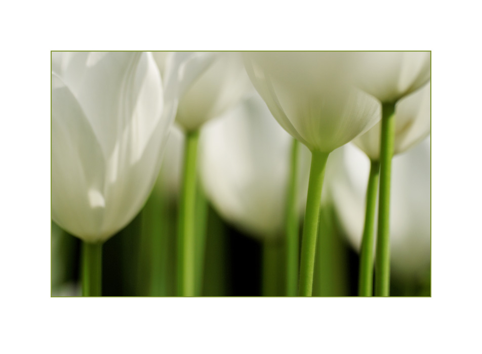 White Tulips von Martin Fandler 