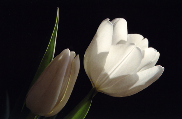 white tulips