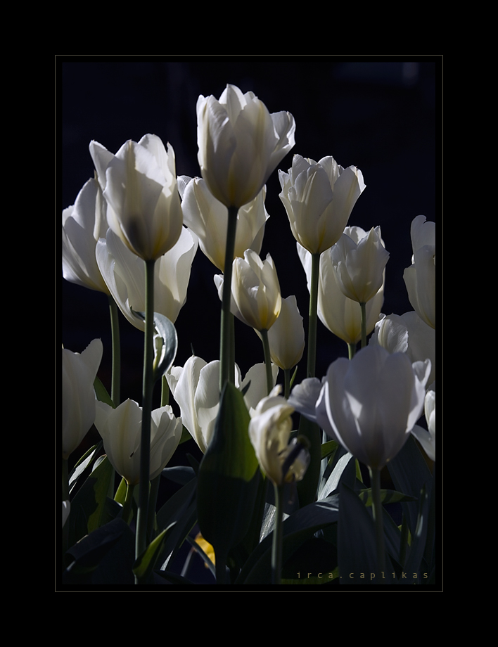 white tulips