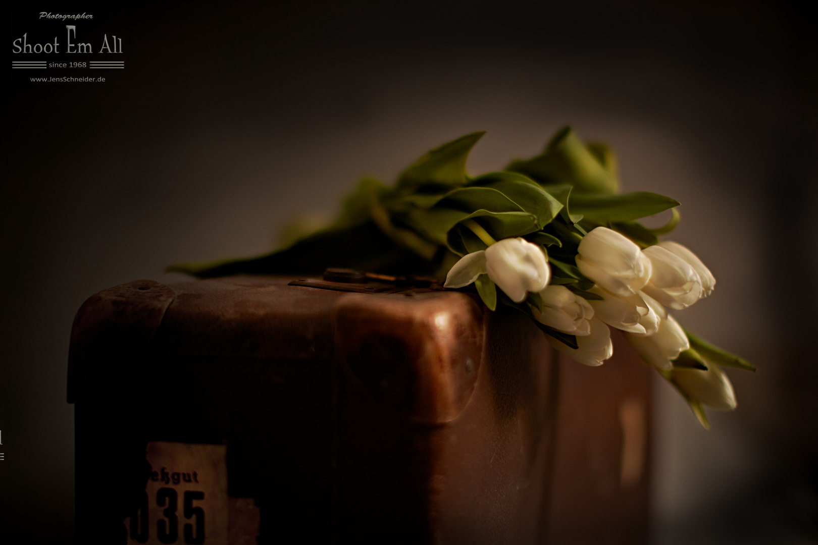 white tulips