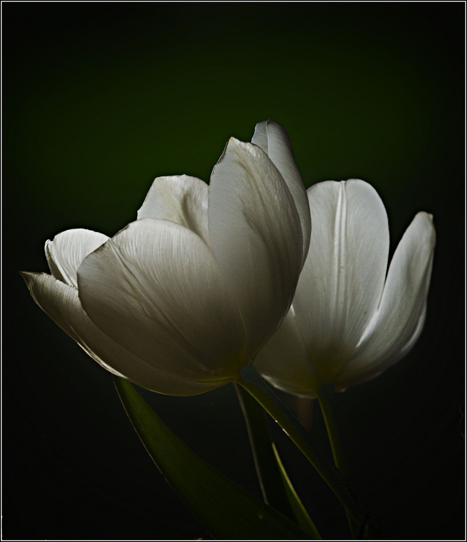 White Tulips