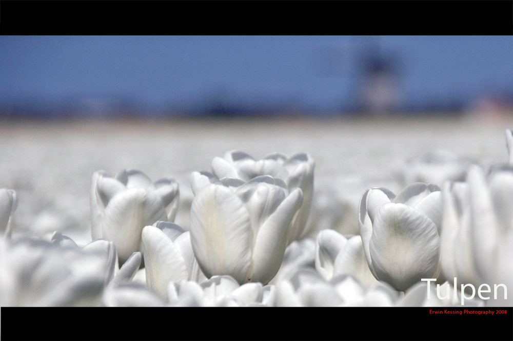 White tulips