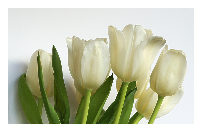 white tulips II