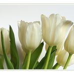 white tulips II