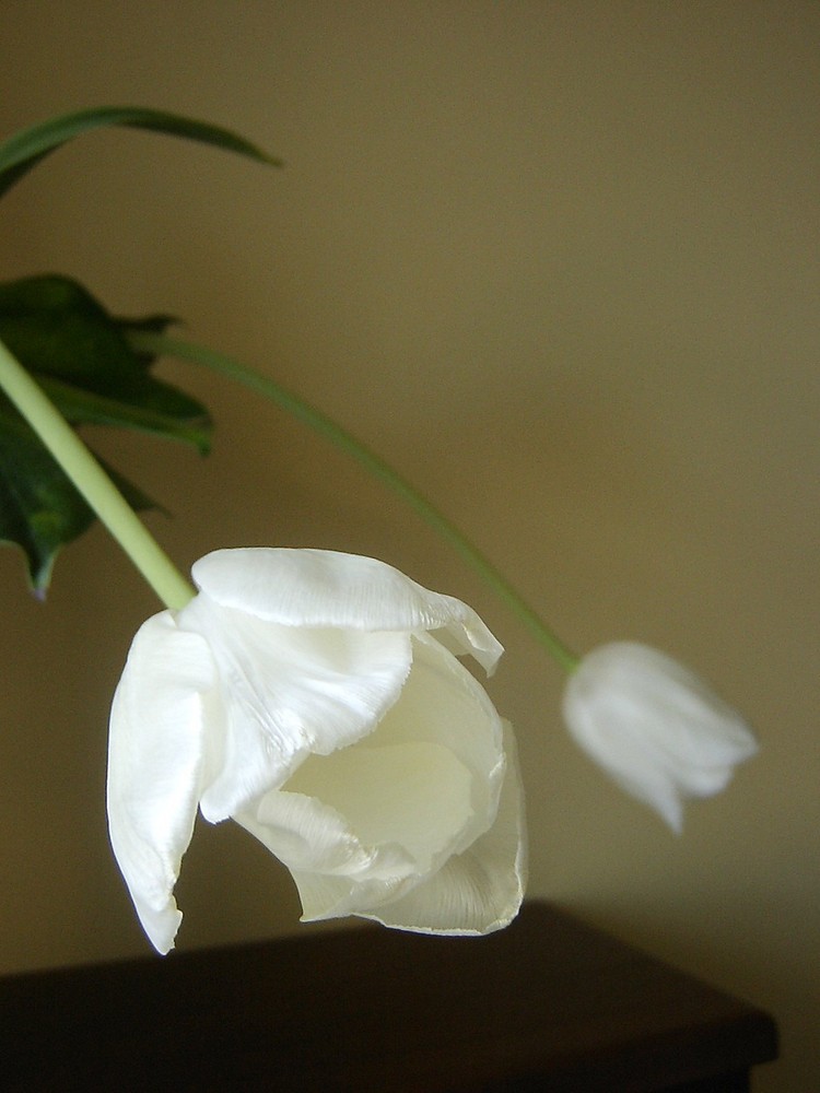 White Tulips, spring 08