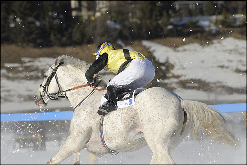 White Turf 2008-5