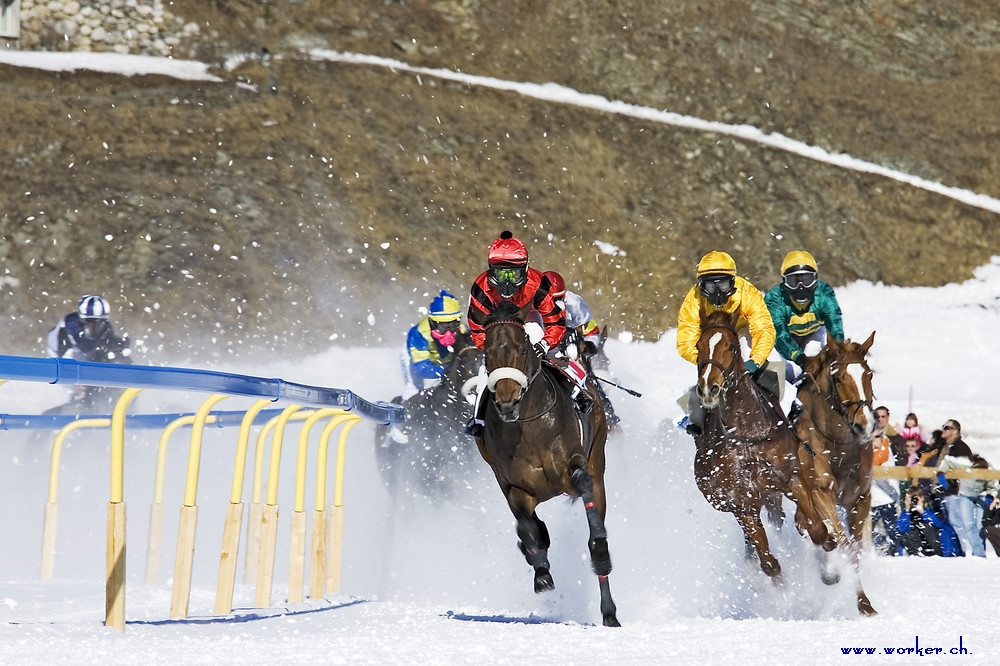 White Turf 2008 St Moritz