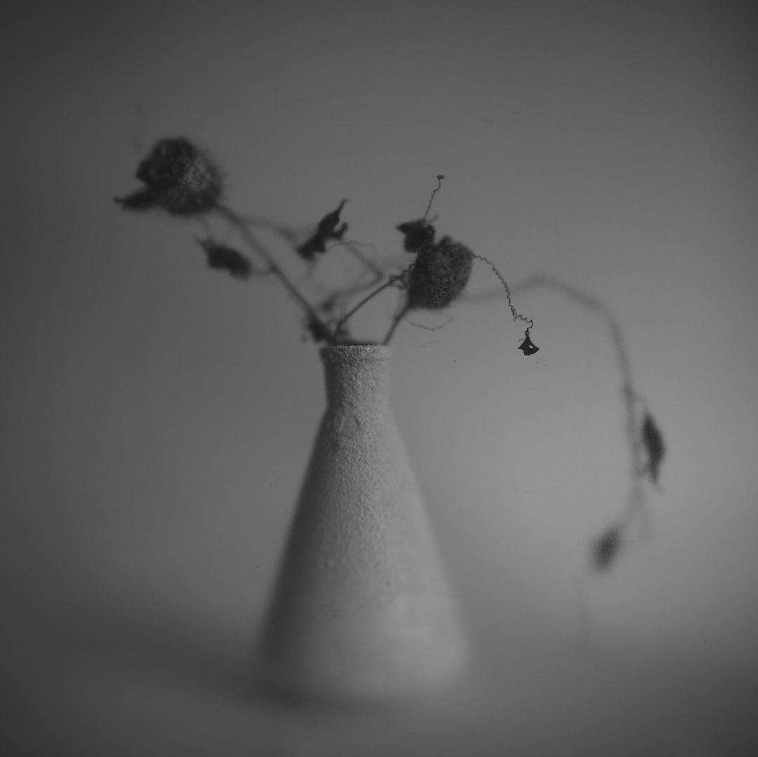 White vase and dry flowers.