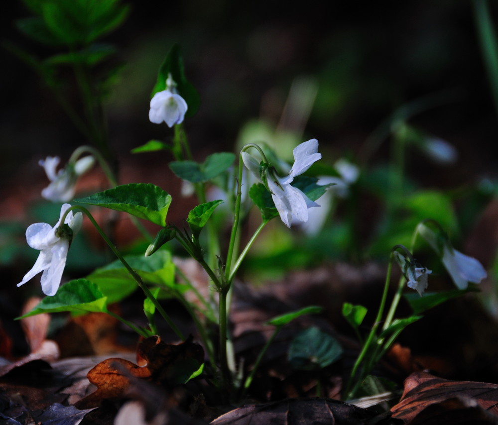 white violets