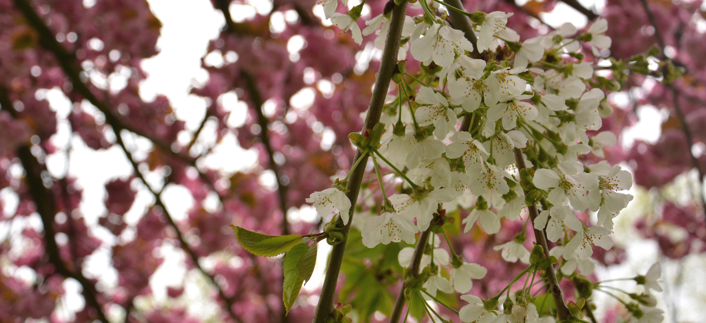 white vs. pink