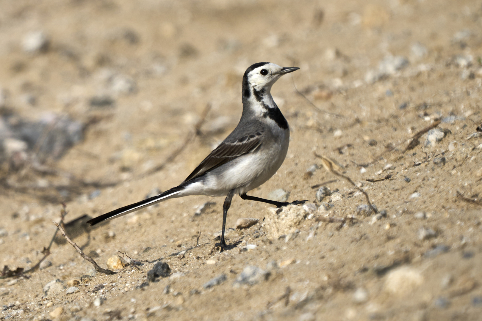 White wagtail