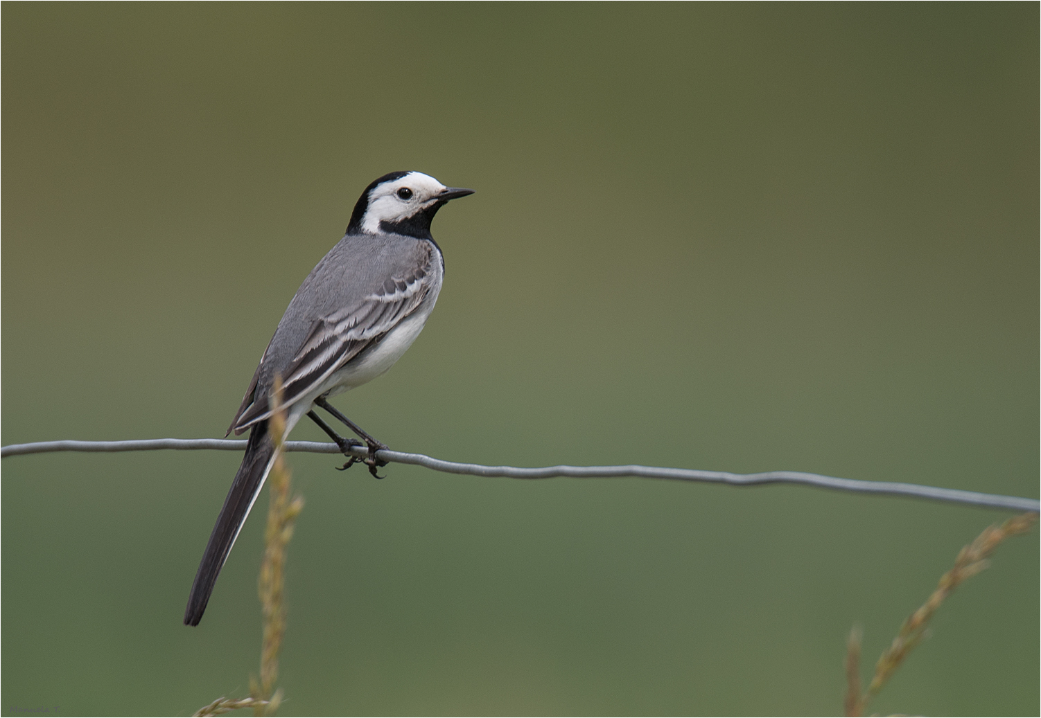 White wagtail