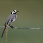 White wagtail