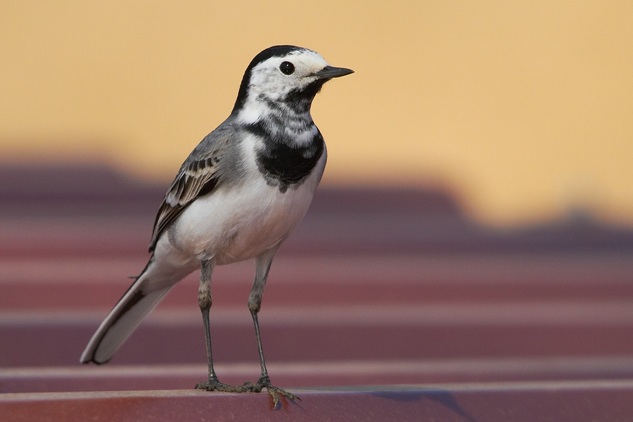 White Wagtail