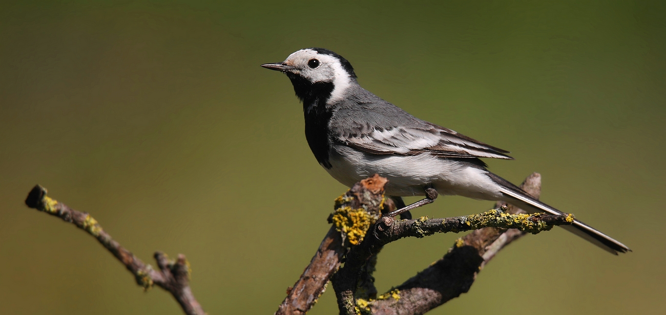 White Wagtail