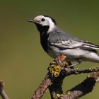 White Wagtail