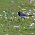 White wagtail ..