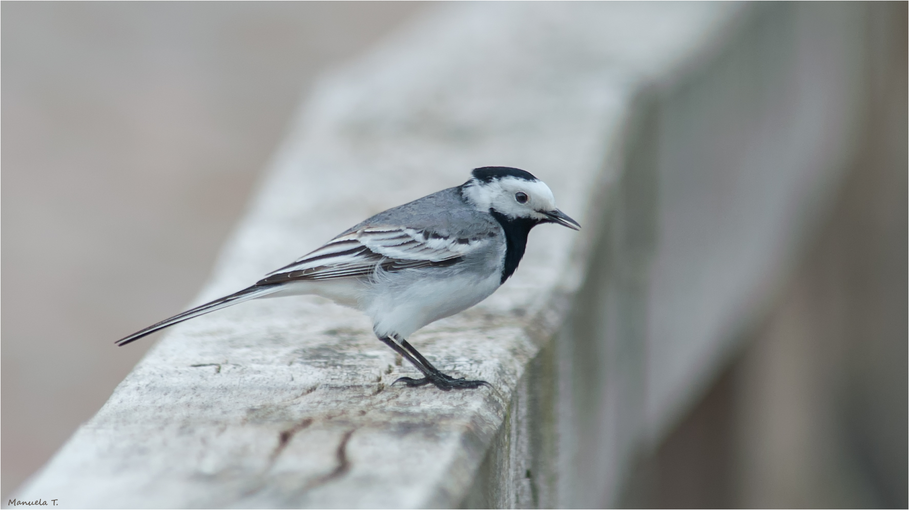 White wagtail