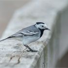 White wagtail