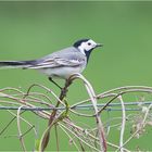 White wagtail