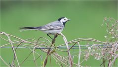 White wagtail